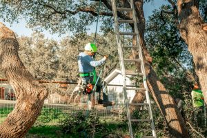 A worker in safety gear climbs a rope by a tall ladder and tree, getting ready for tree maintenance on a sunny day