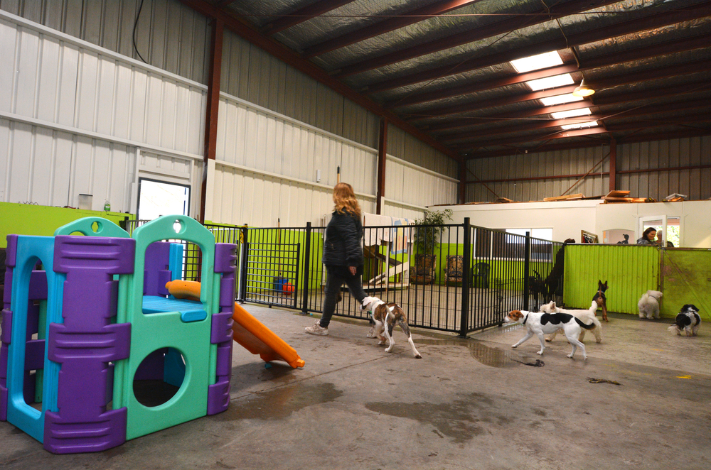 Indoor dog daycare at Pet Resort Newington CT with small dogs in a bright play area, highlighting CT SEO Pro for local rankings